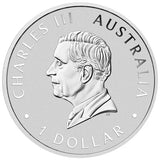 Australian Wombat 2024 1oz Silver Coloured Coin in Card