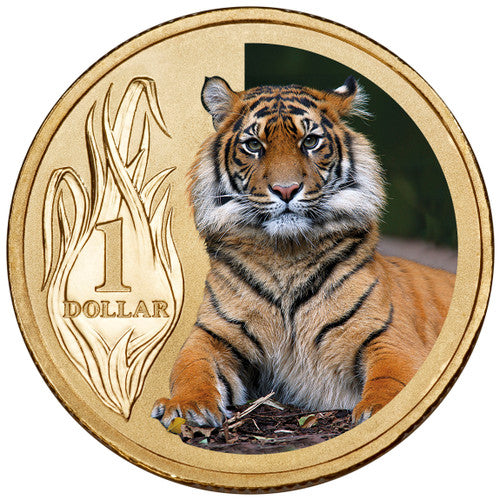 2012 $1 Animals of The Zoo Sumatran Tiger Coloured Uncirculated Coin